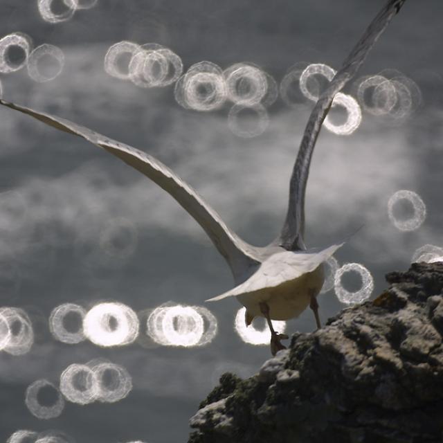Nature - île photogénique, Belle île en mer, île de Bretagne, Bretagne sud, au large du Golfe du Morbihan