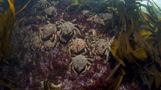 Nature île Photogénique, Océan, Belle île En Mer, île De Bretagne, Bretagne Sud, Au Large Du Golfe Du Morbihan