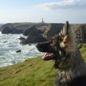Belle-Ile-en-Mer Pointe Des Poulains Sauzon Chiens à Belle-Ile Vacances avec son chien