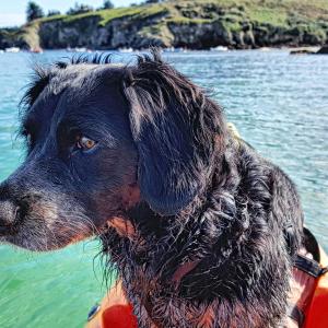 Belle-Ile-en-Mer kayak Chiens à Belle-Ile Vacances avec son chien