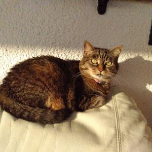 Chat, Belle Ile Bretagne Sud,