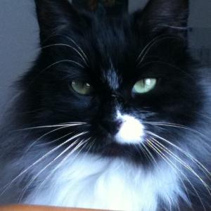 La chatte Gisèle, les compagnons à 4 pattes de l'équipe de l'Office de Tourisme de Belle-Ile Bretagne Sud,