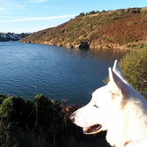 Belle-Ile-en-Mer Ria de Sauzon Chiens à Belle-Ile Vacances avec son chien