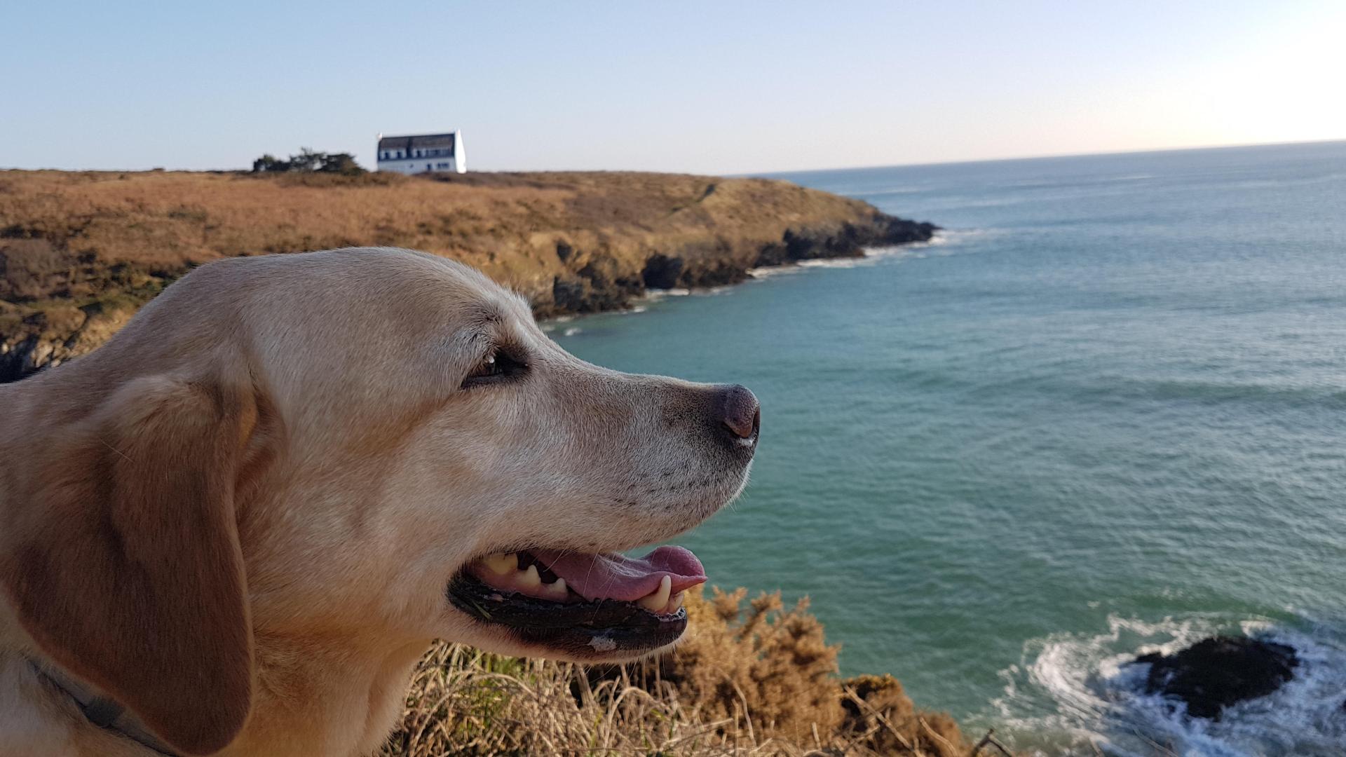 Knelle à la plage à Belle-Ile