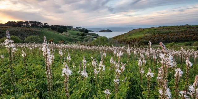 Champs Dasphodeles Pascal Lechaudel 2023 2028