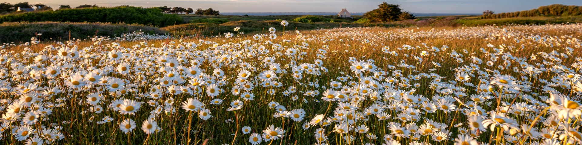 Champs De Marguerites | Pascal Lechaudel