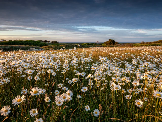 Champs De Marguerites | Pascal Lechaudel
