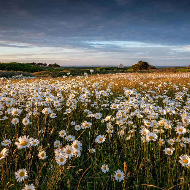 Champs De Marguerites Pascal Lechaudel 2022 2027