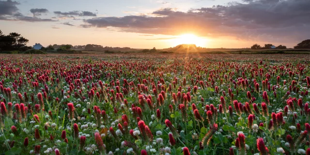 Champs De Trefle Incarnat Pascal Lechaudel 2023 2028