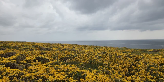 Horizon Dajoncs Otbi 7