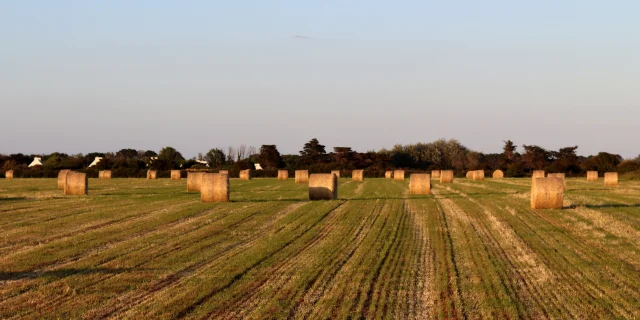 Meules De Foin A Bangor Erwan Banet 21 26