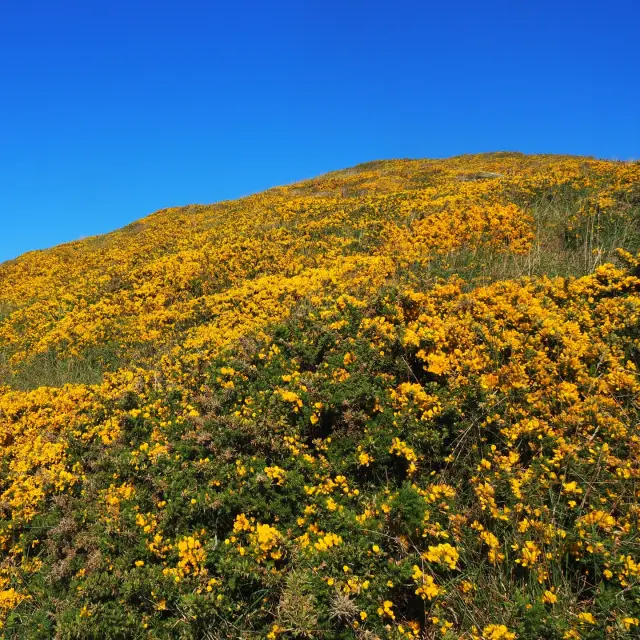 Instagram #belleileenmer